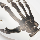 Leone - LEONE X IUTER BOXING GLOVES GN01IU / White